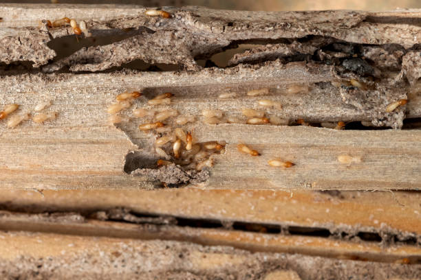 Best Exterminator Services  in Newport, RI